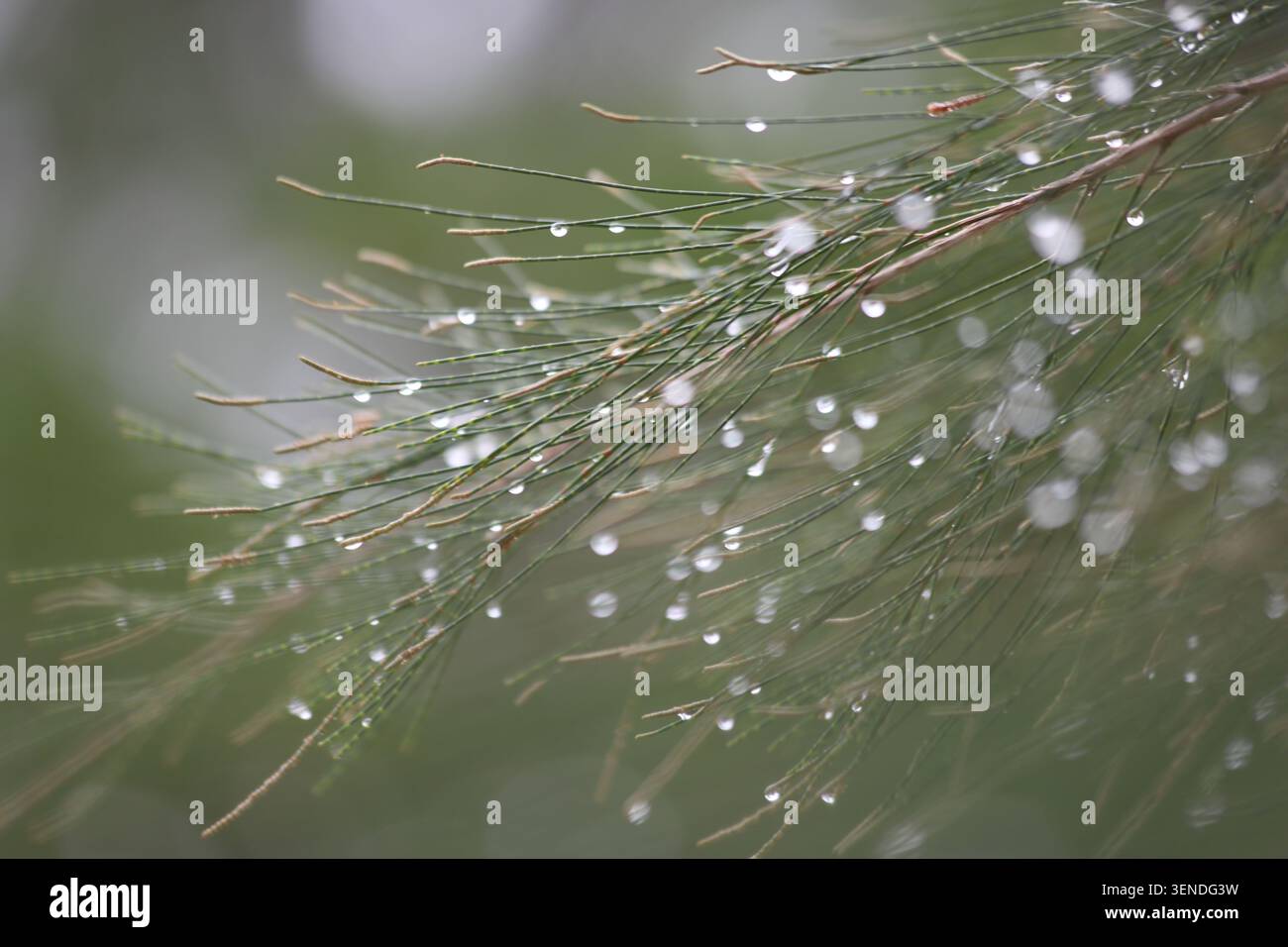 rain drops on the leaves of australian pine Stock Photo