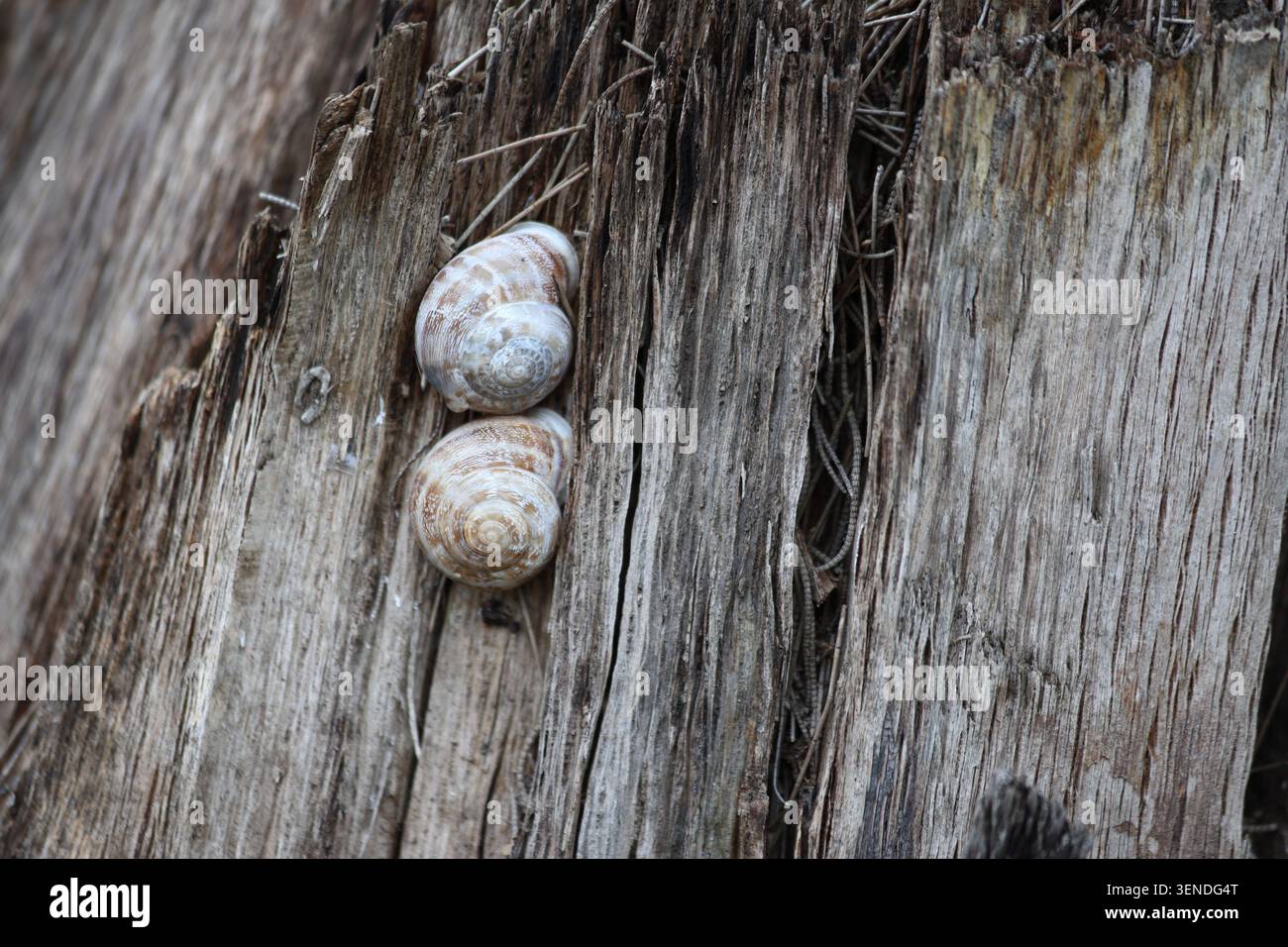 two snails on tree trunk Stock Photo
