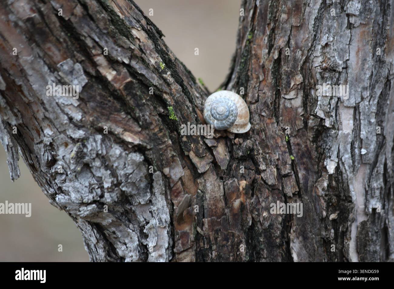 two snails on tree trunk Stock Photo