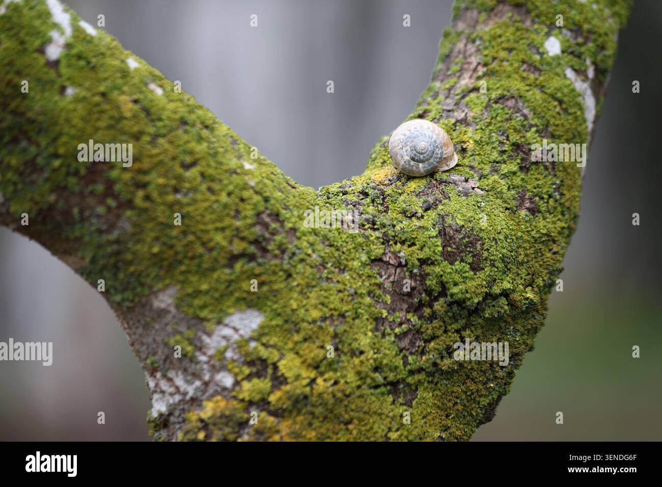 a snail on tree branch with green lichen Stock Photo