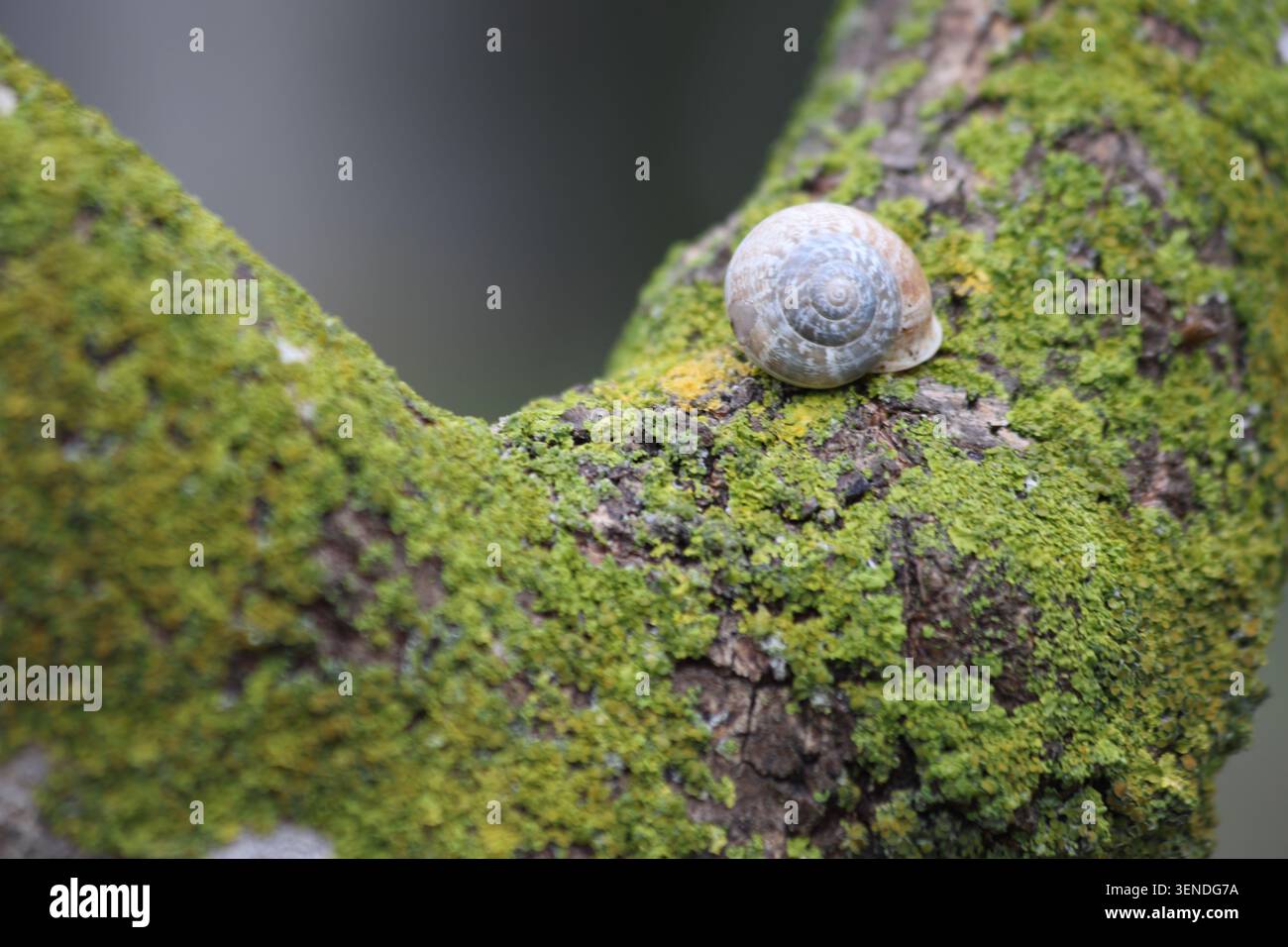 a snail on tree branch with green lichen Stock Photo