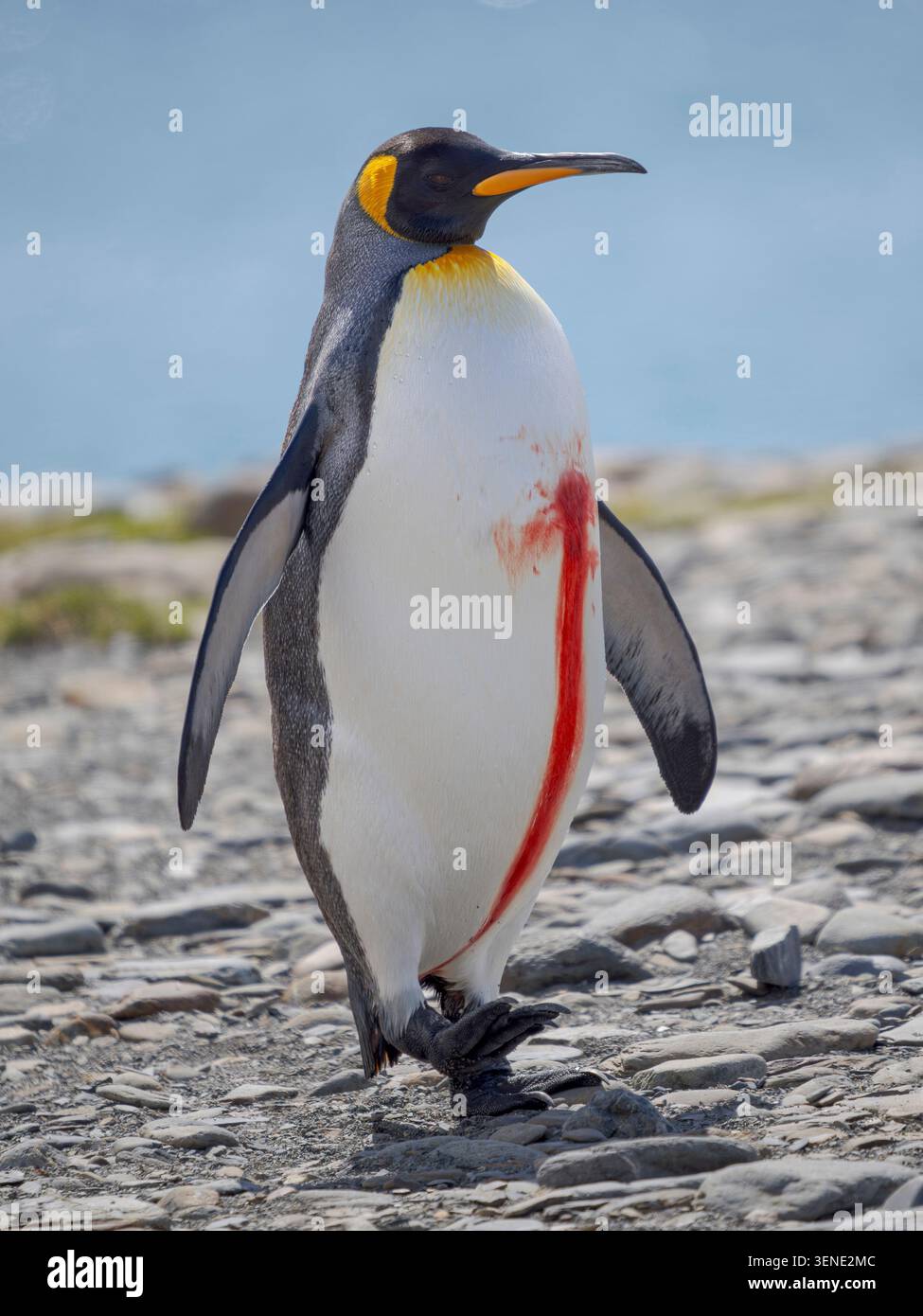 Penguin attack hi-res stock photography and images - Alamy
