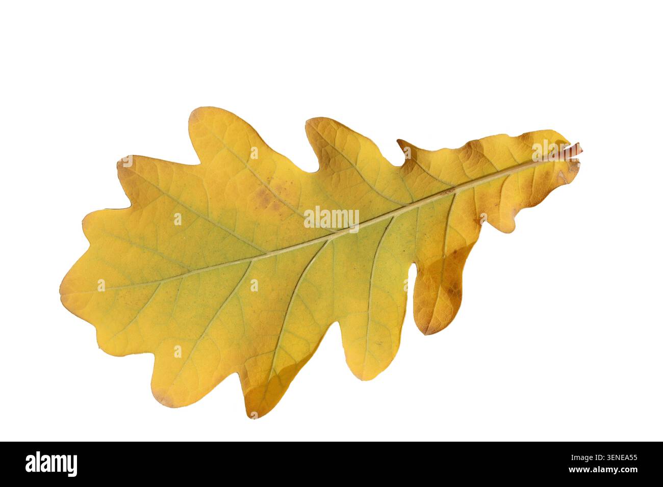 yellow oak leaf isolated on white background Stock Photo