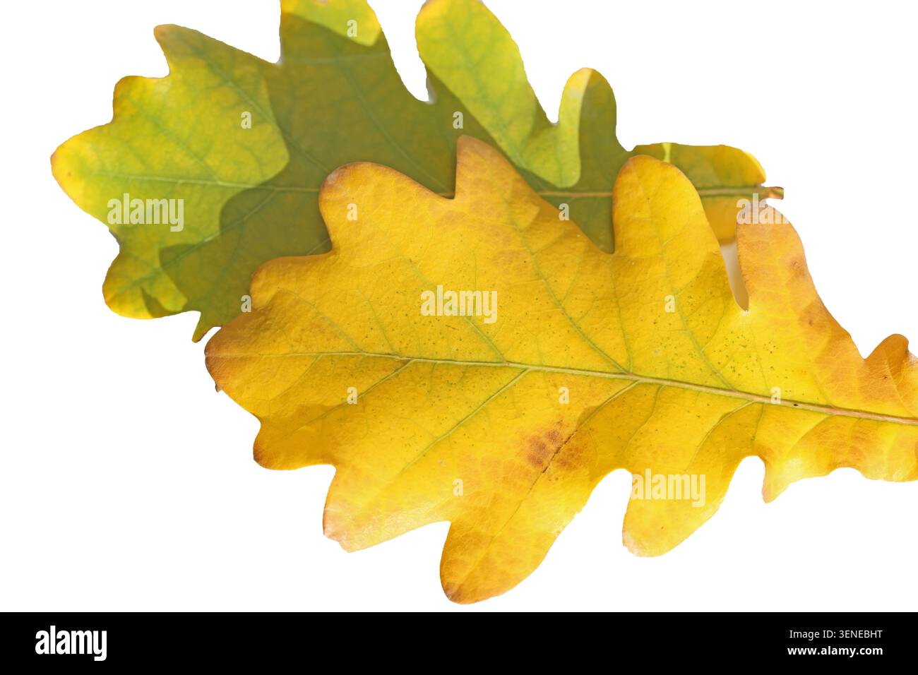 yellow oak leaf isolated on white background Stock Photo