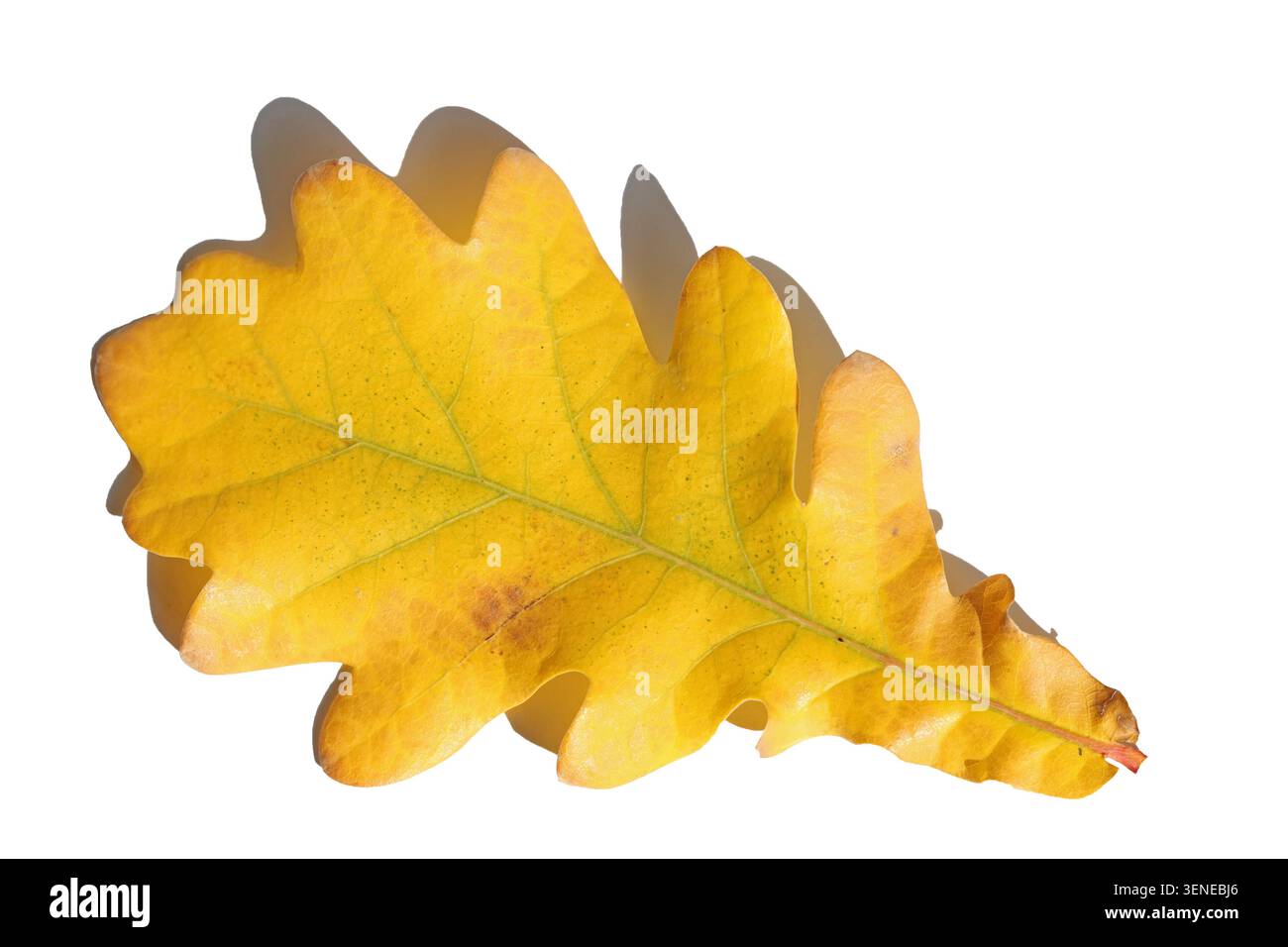yellow oak leaf isolated on white background Stock Photo