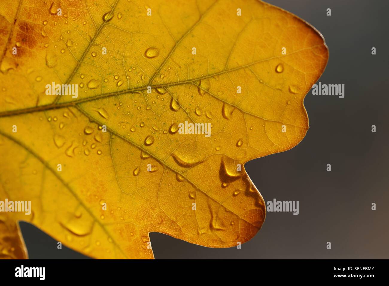 close up of yellow oak leaf with drops in autumn Stock Photo