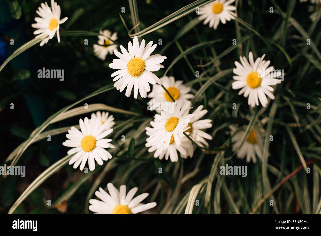 large daisies in a flowerbed Stock Photo