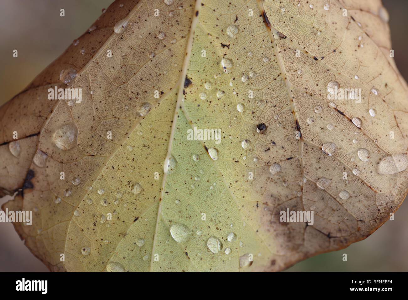 Maple leaf dew drops hi-res stock photography and images - Alamy
