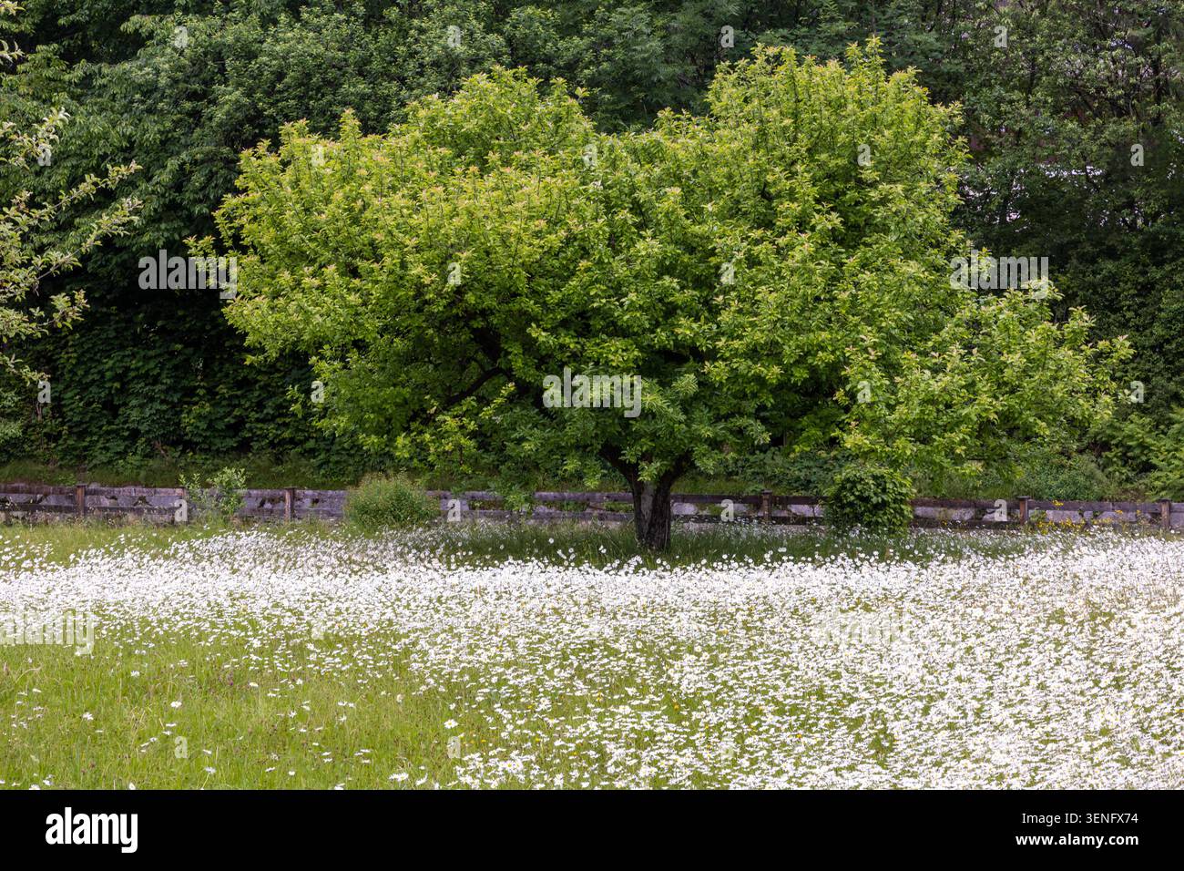 Baum mit Blumenwiese Margeriten Wiese Natur Sommer / Datum: 06.06.2026 ...