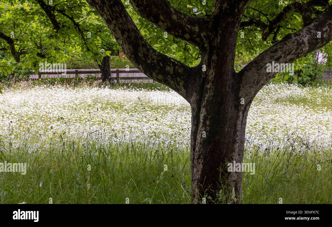 Baum mit Blumenwiese Margeriten Wiese Natur Sommer / Datum: 06.06.2026 ...