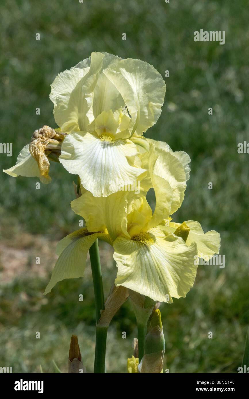 Tall Bearded Iris "Refreshing" bright iris flower Stock Photo