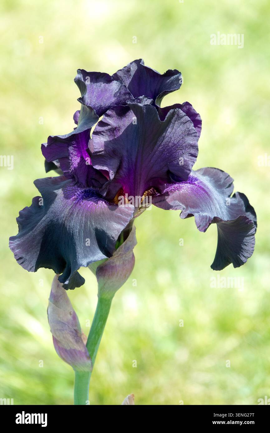 Tall Bearded Iris "Superstition" Dark,Purple flower Iris Stock Photo