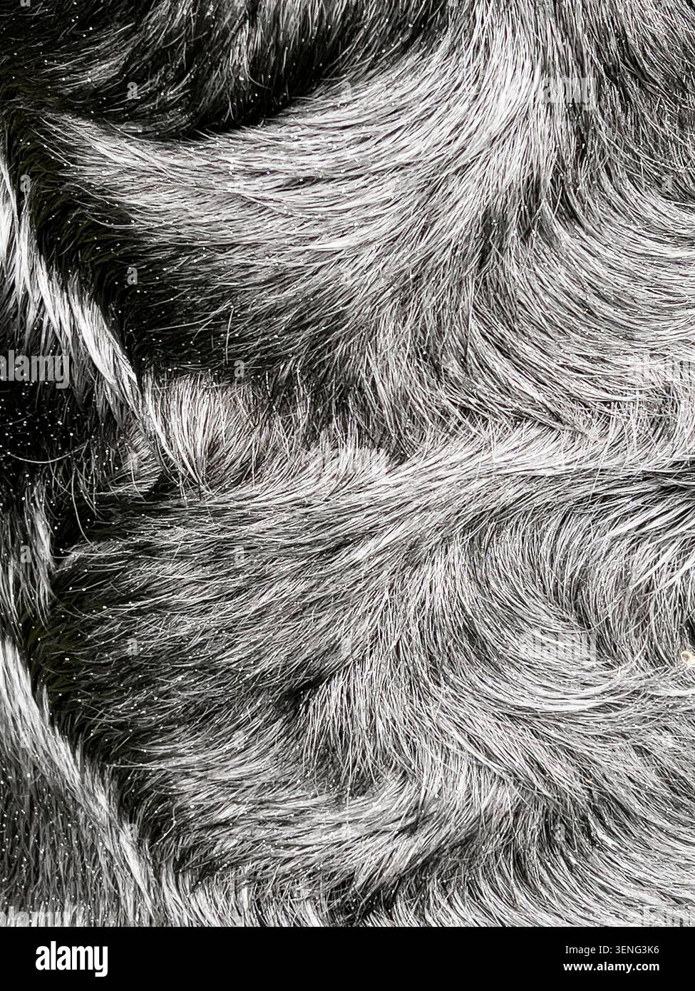 Patterns in the rain-soaked but highly water-resistant outer coat of a black Labrador Retriever dog, sometimes called a 'duck coat' (UK) Stock Photo