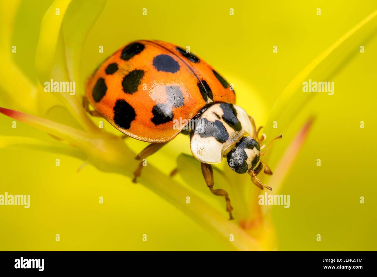 Invasive specie of Harmonia axyridis on a yellow green background and copy space Stock Photo