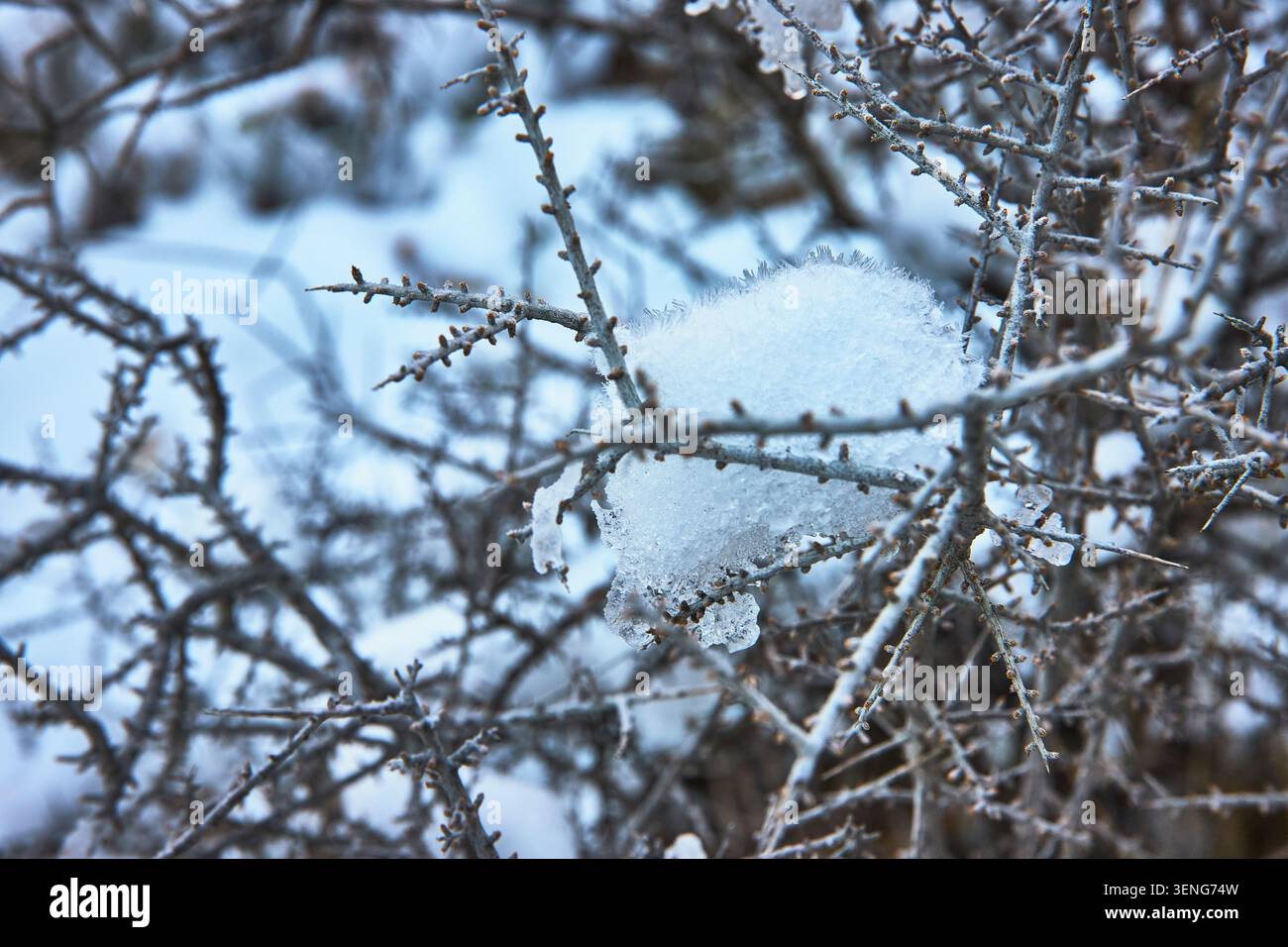 Snow Covered Desert Branches in Winter Close Up Texture Stock Photo