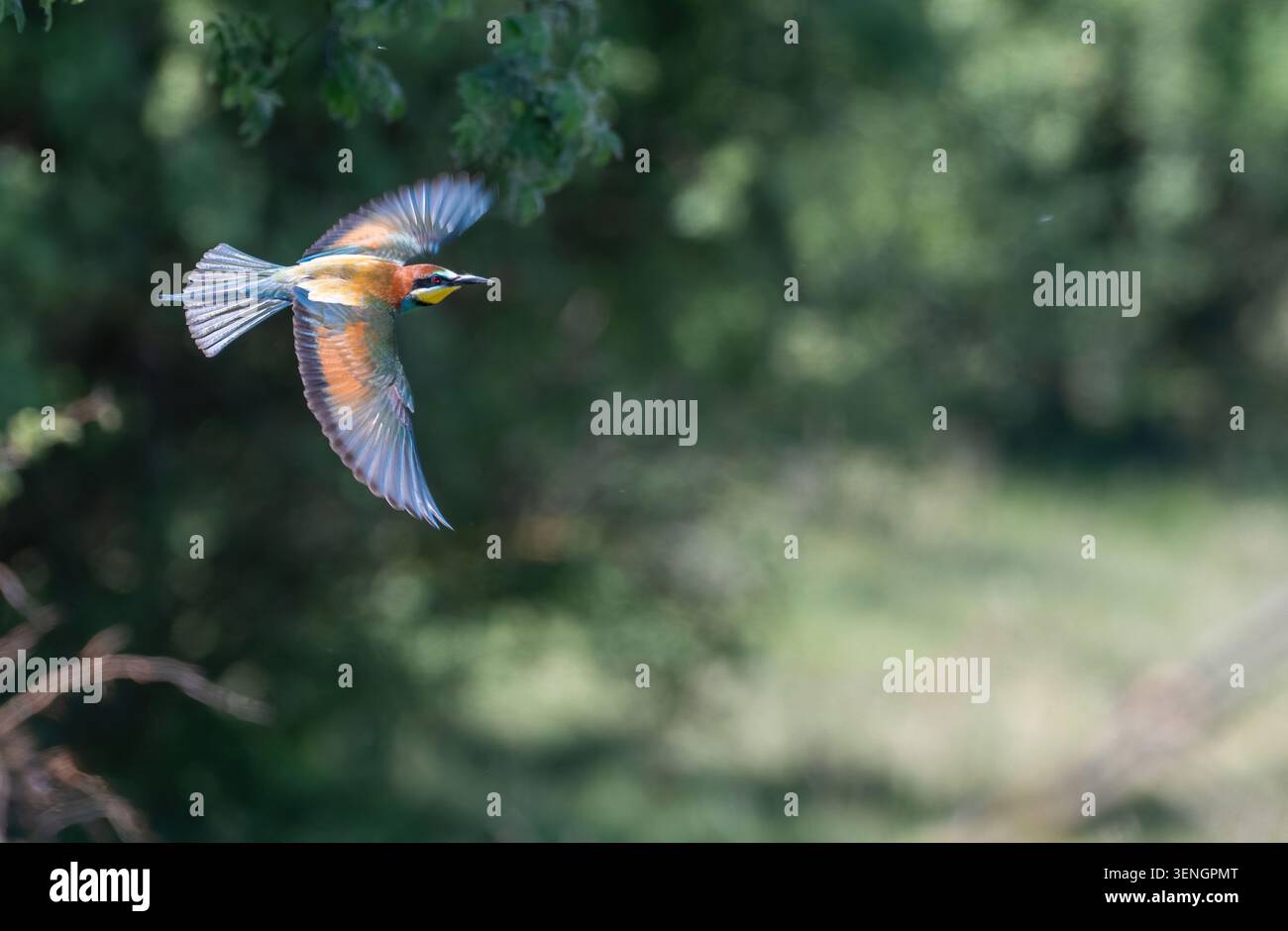 European bee-eater (Merops apiaster) in flight Stock Photo
