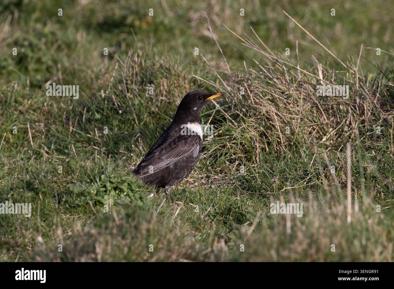 Ring Ouzel (Turdus torquatus) Norfolk April 2026 Stock Photo