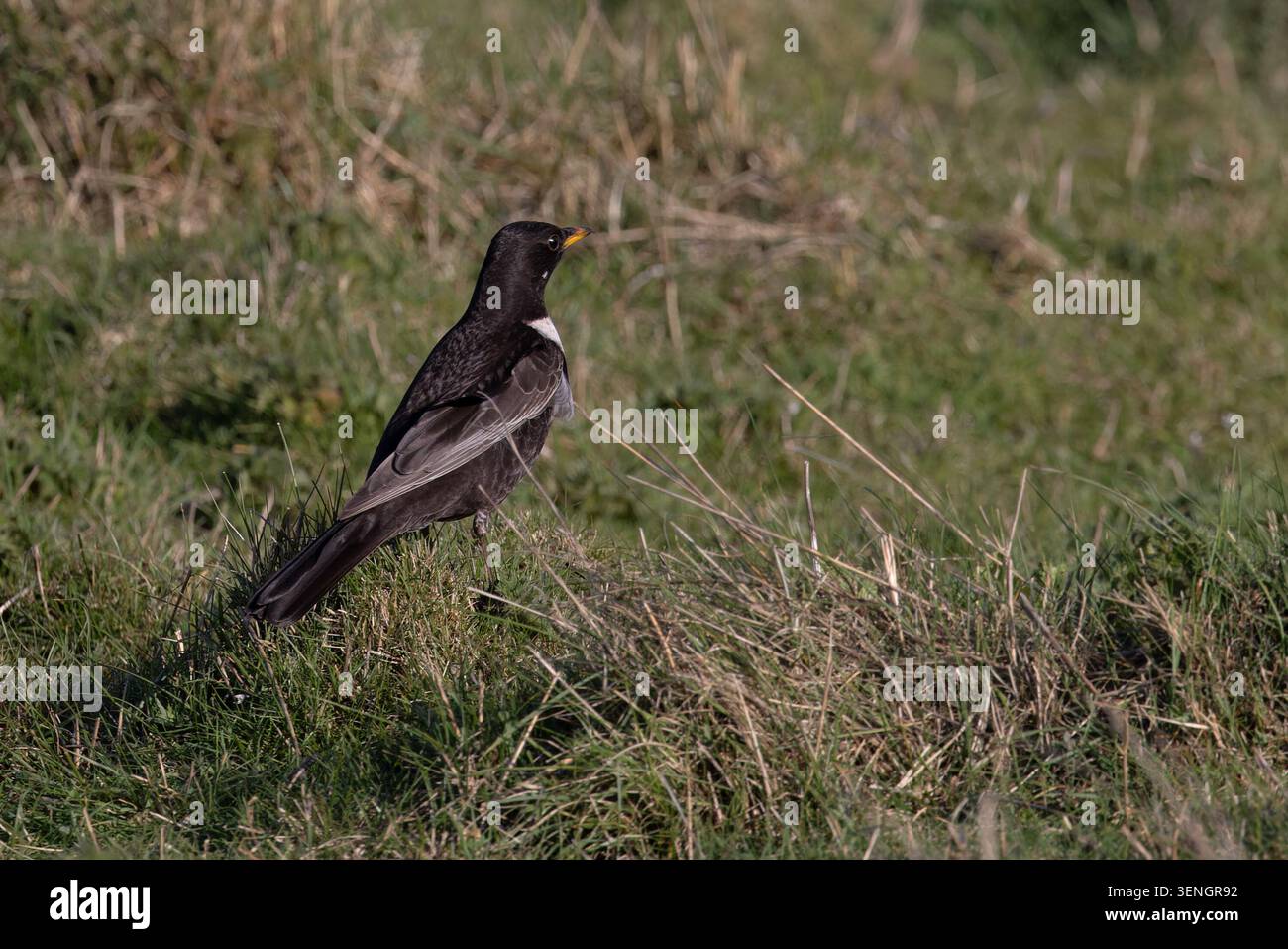 Ring Ouzel (Turdus torquatus) Norfolk April 2026 Stock Photo