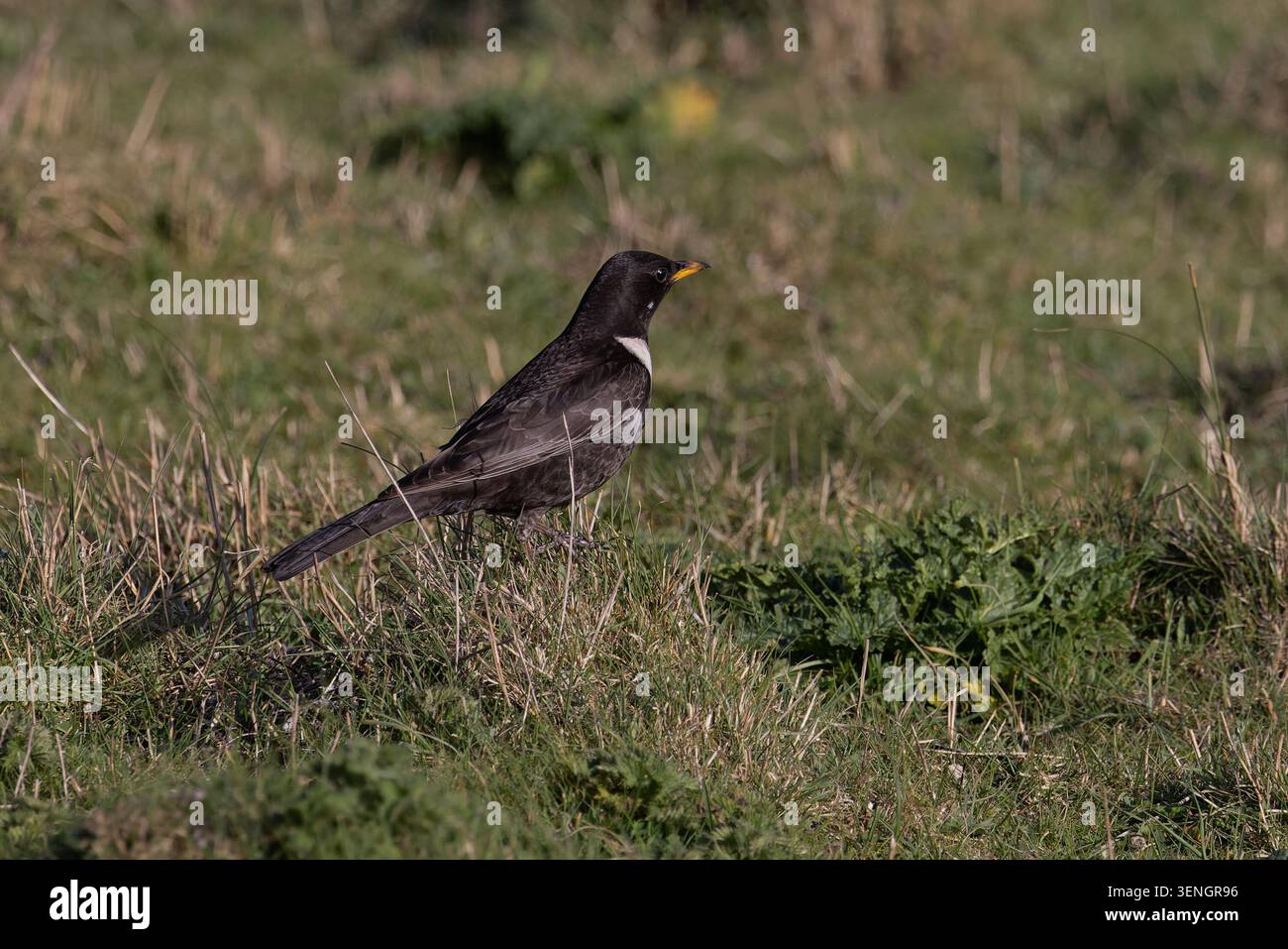Ring Ouzel (Turdus torquatus) Norfolk April 2026 Stock Photo
