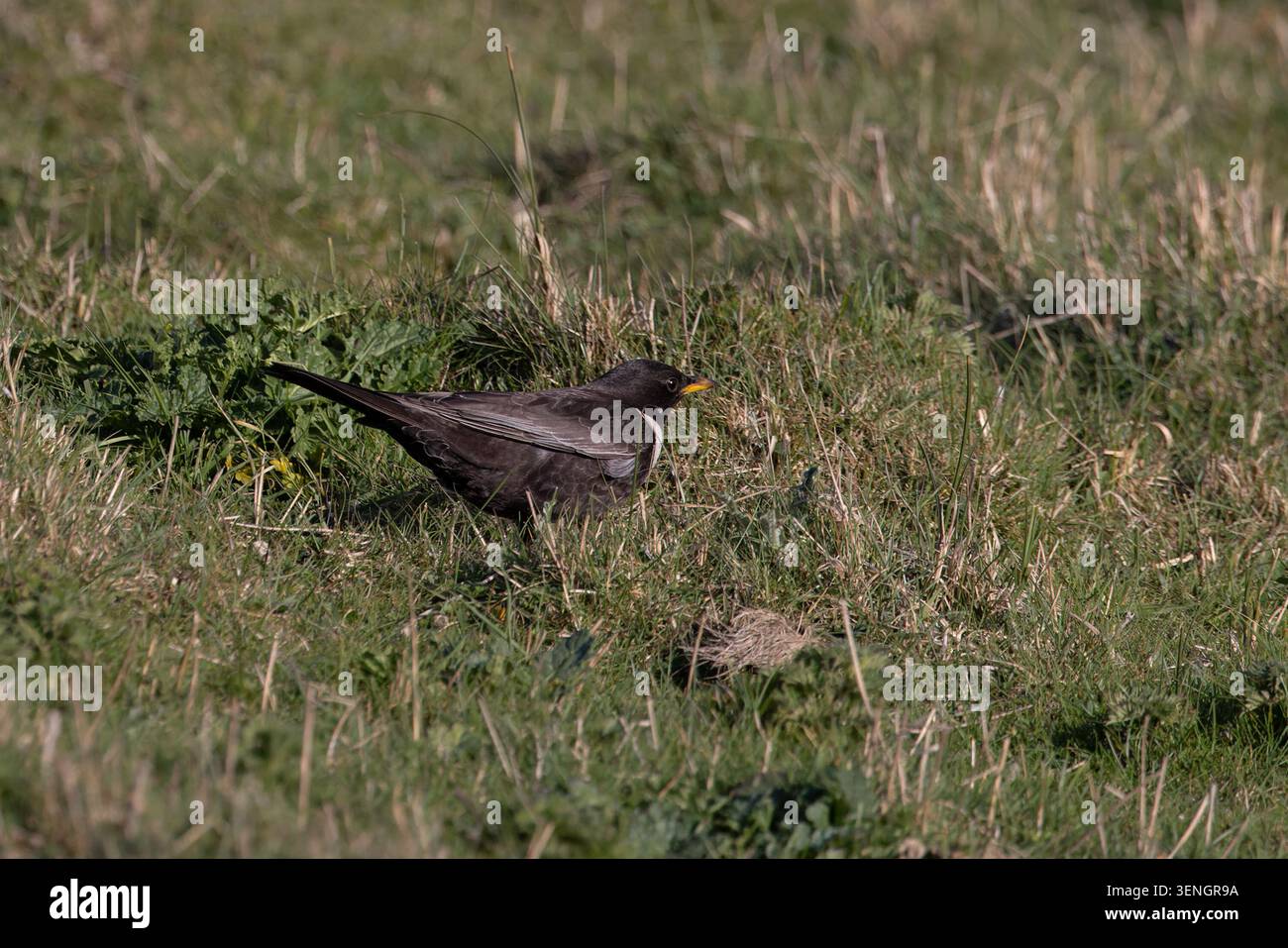 Ring Ouzel (Turdus torquatus) Norfolk April 2026 Stock Photo