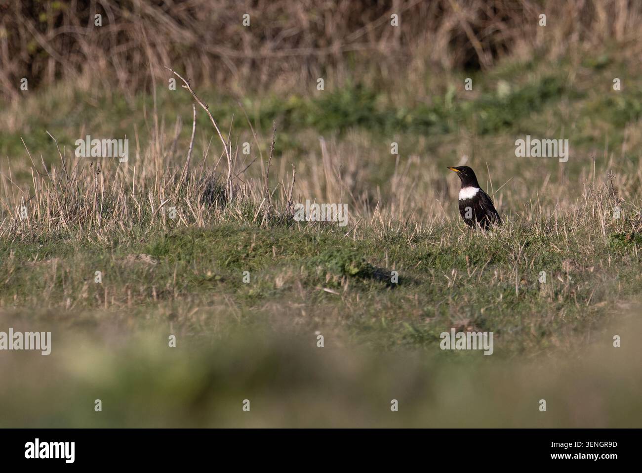 Ring Ouzel (Turdus torquatus) Norfolk April 2026 Stock Photo