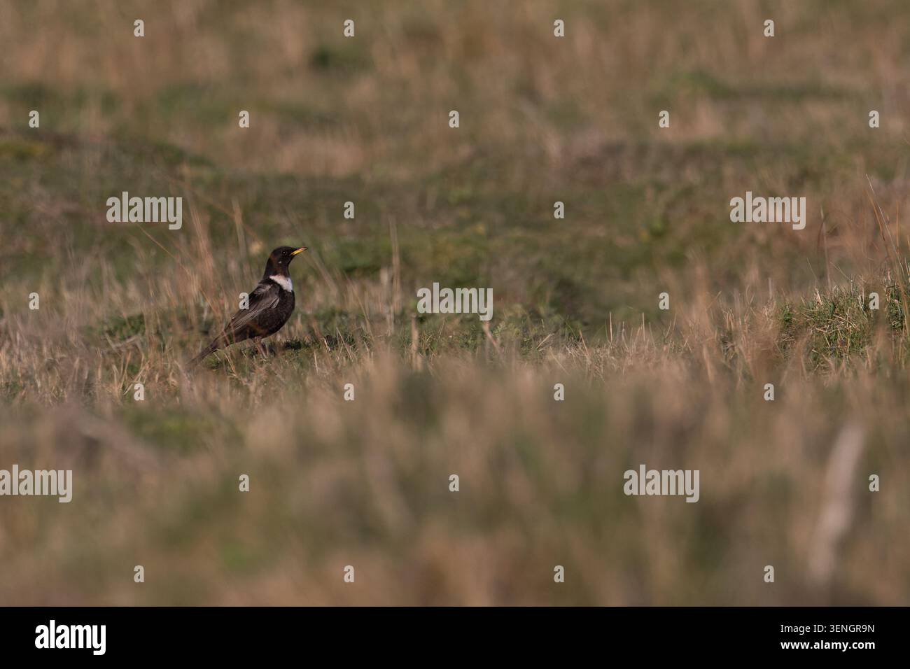 Ring Ouzel (Turdus torquatus) Norfolk April 2026 Stock Photo