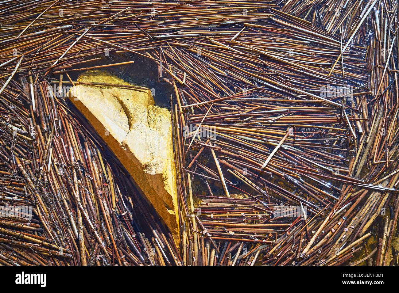 Pond Surface with Sandstone Rock and Dense Brown Reeds Close Up Nature Texture Stock Photo