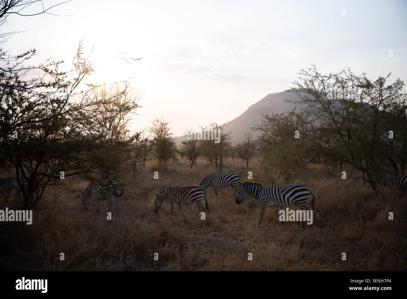 Africa sunset plains zebra hi-res stock photography and images - Alamy