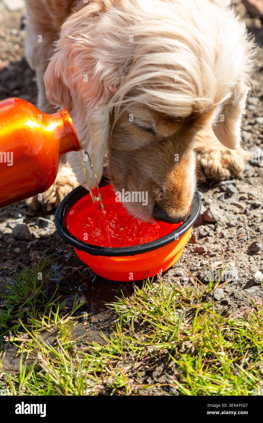 An English Cocker Spaniel dog Drinking Water from a portable, collapsible pet bowl. Stock Photo