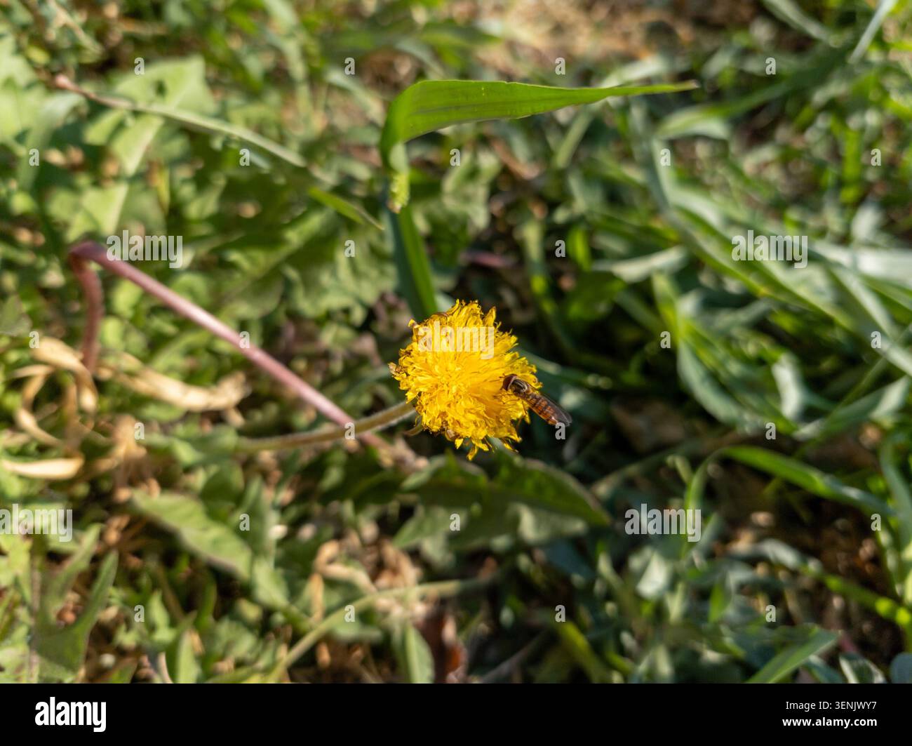 Small hoverfly insect foraging on a yellow dandelion flower in a green grassy meadow. Stock Photo