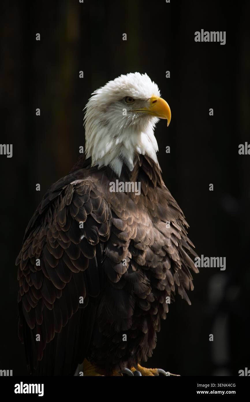 Portrait of a bald eagle standing Stock Photo