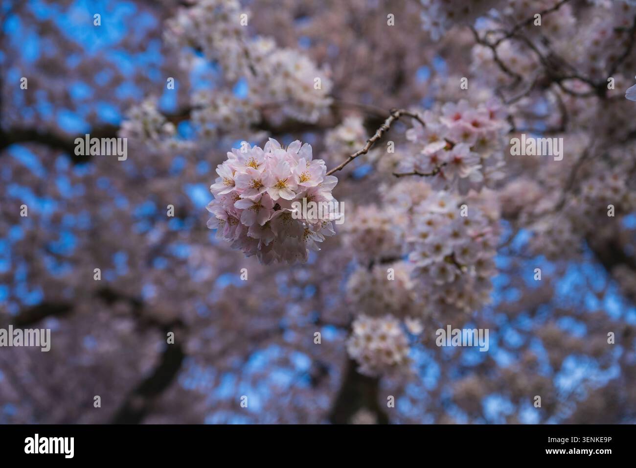 A Bouquet of Cherry Blossoms Stock Photo