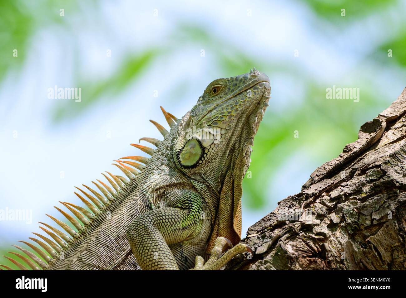 Green Iguana Perched on Tree Trunk Low Angle Close-Up Stock Photo