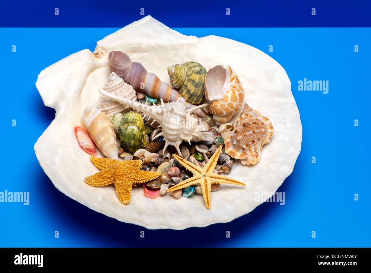 Shell bowl marine scene. Tropical beach shell background. Minimal isolated shell composition. Decorative texture shell concept. Stock Photo