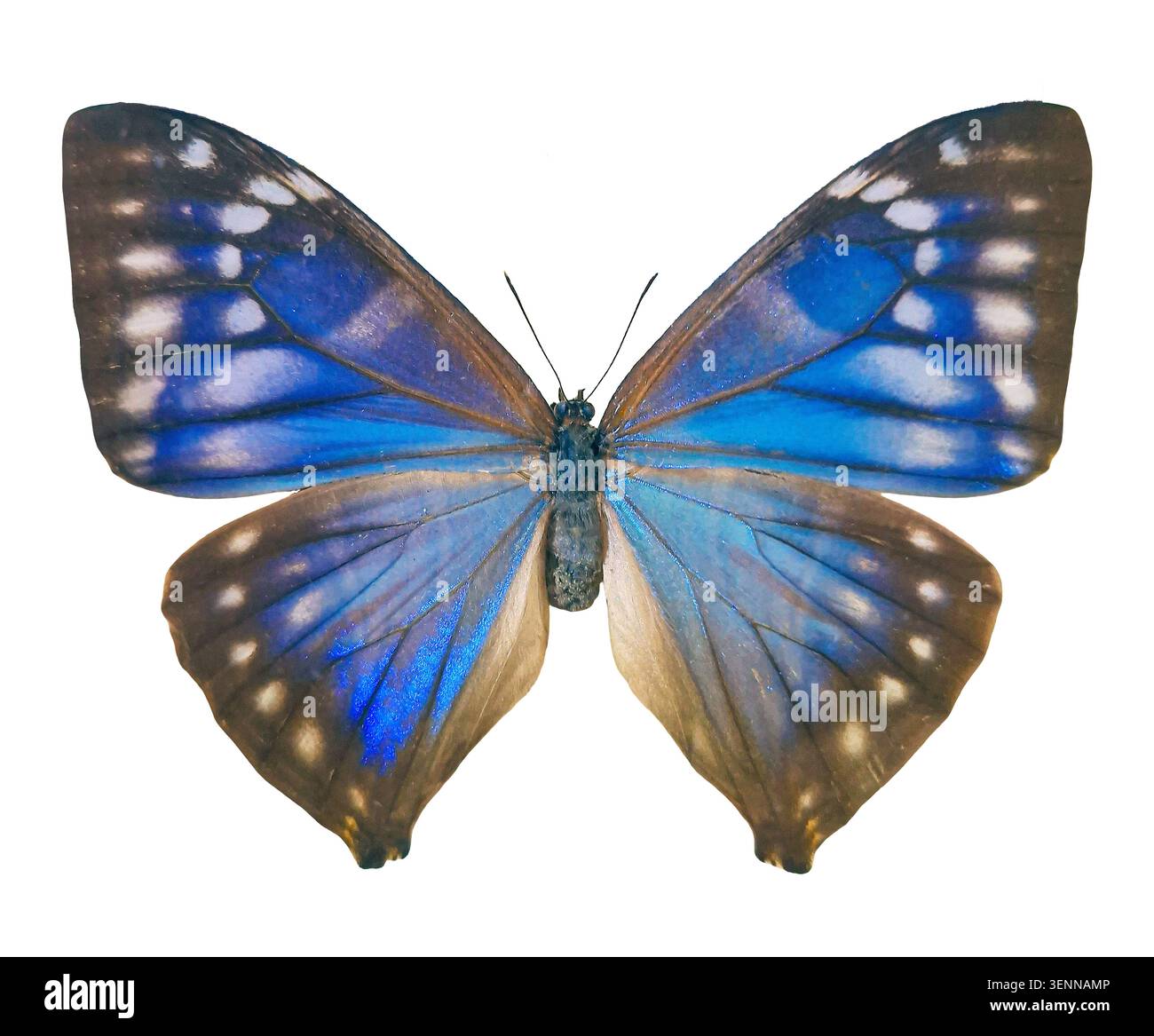 Morpho aega hi-res stock photography and images - Alamy