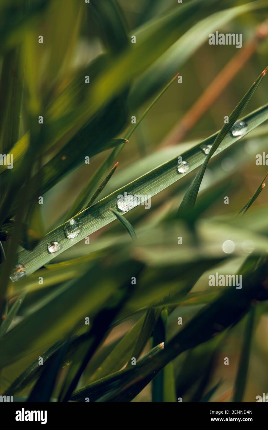 Dew drops on green grass macro Stock Photo
