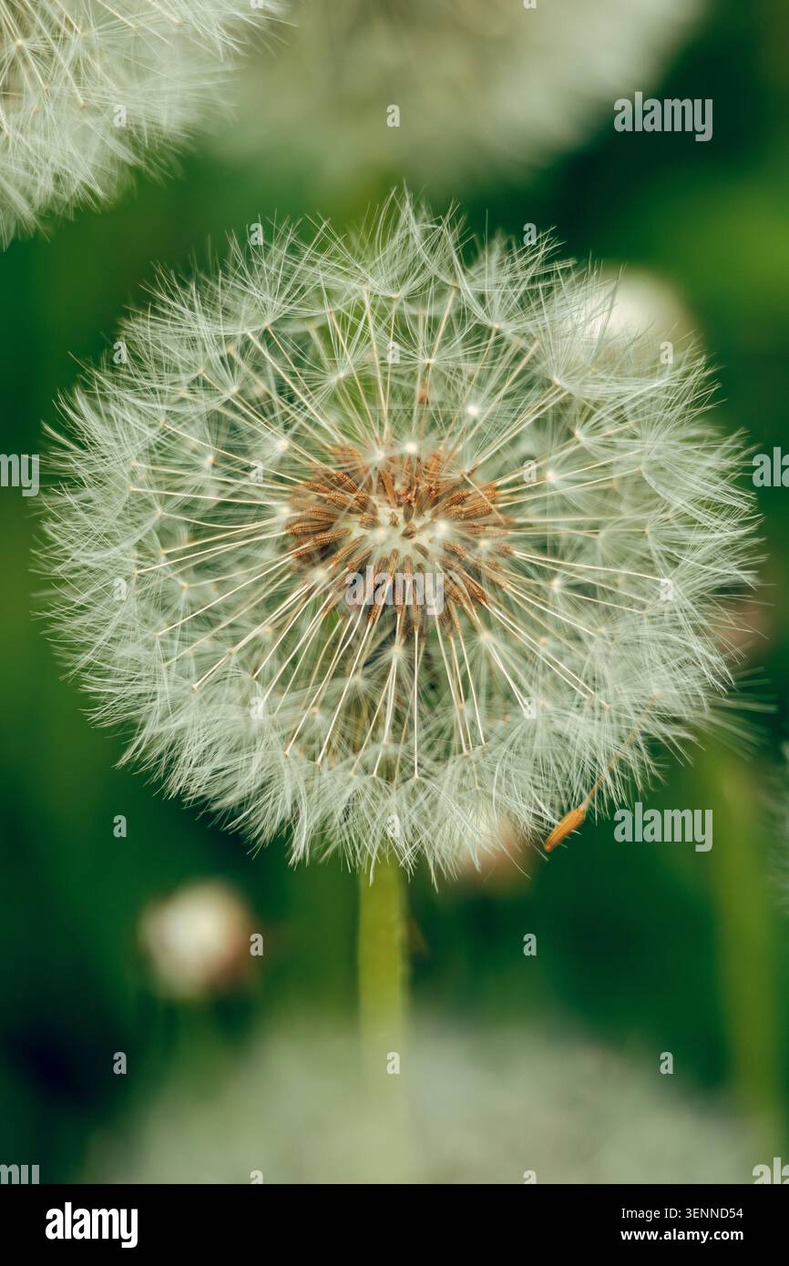 Withered dandelion on a blurred background isolated Stock Photo