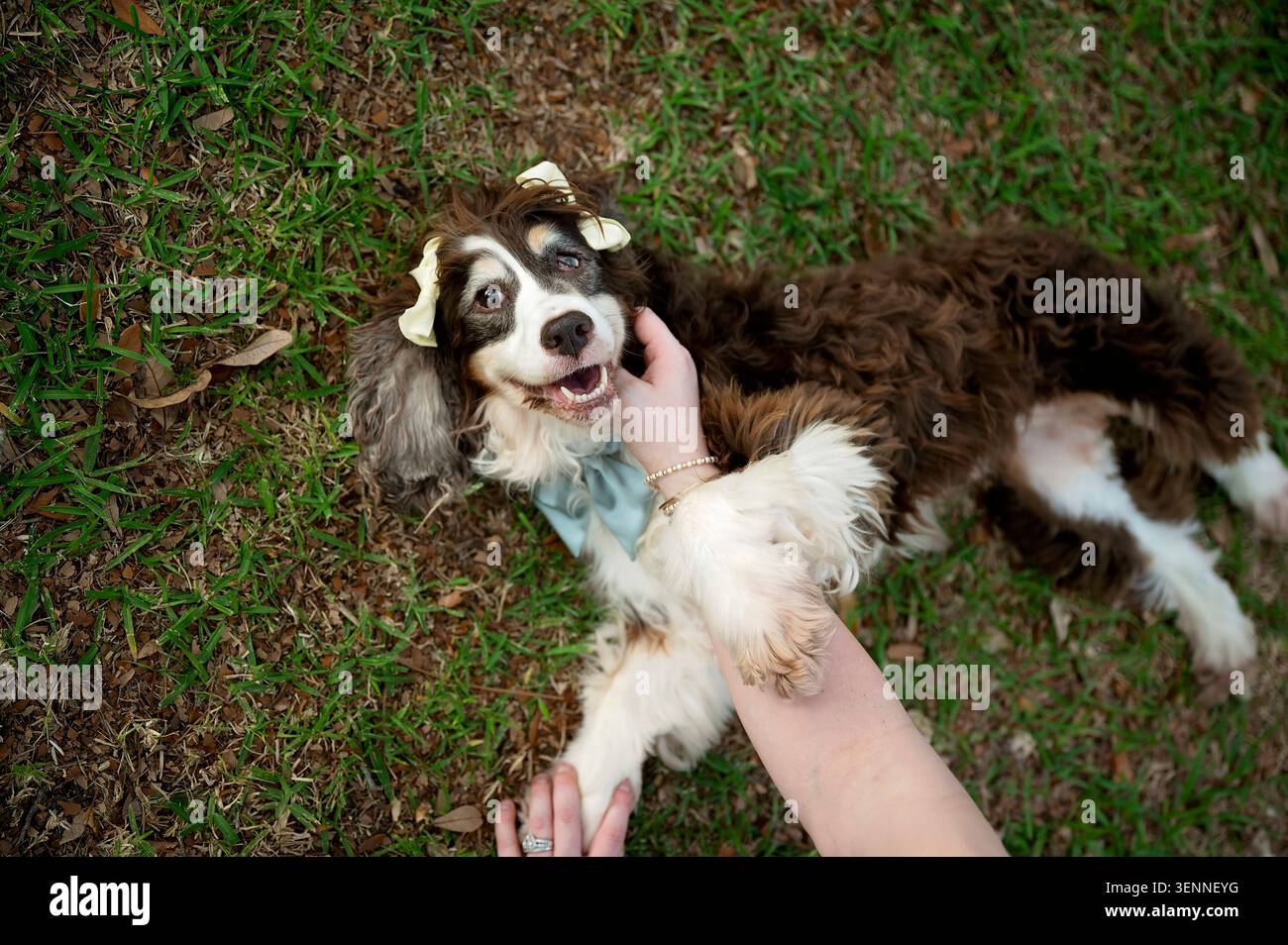 Happy spaniel lying on grass while being gently petted Stock Photo