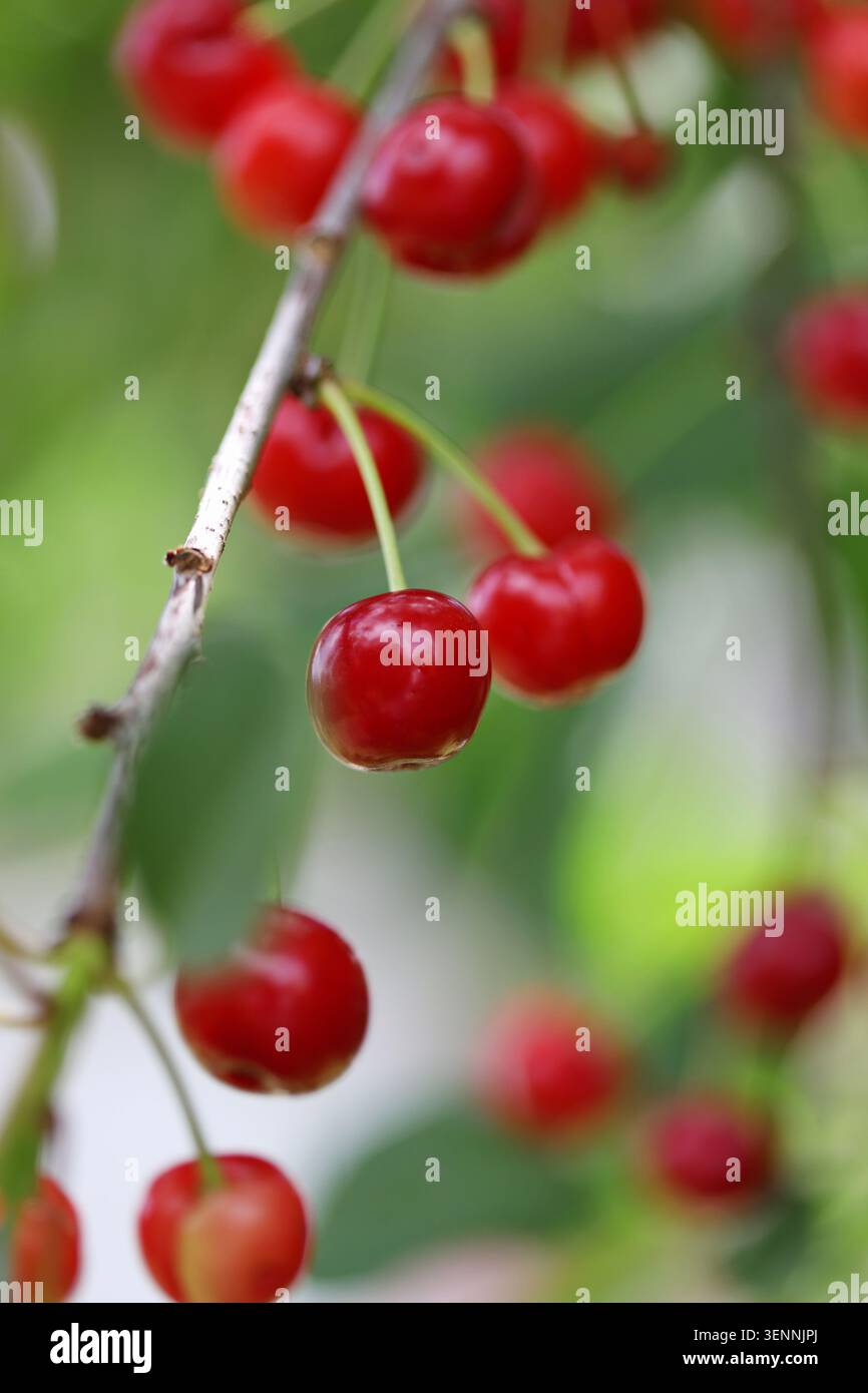 Red sour cherries on a tree Stock Photo