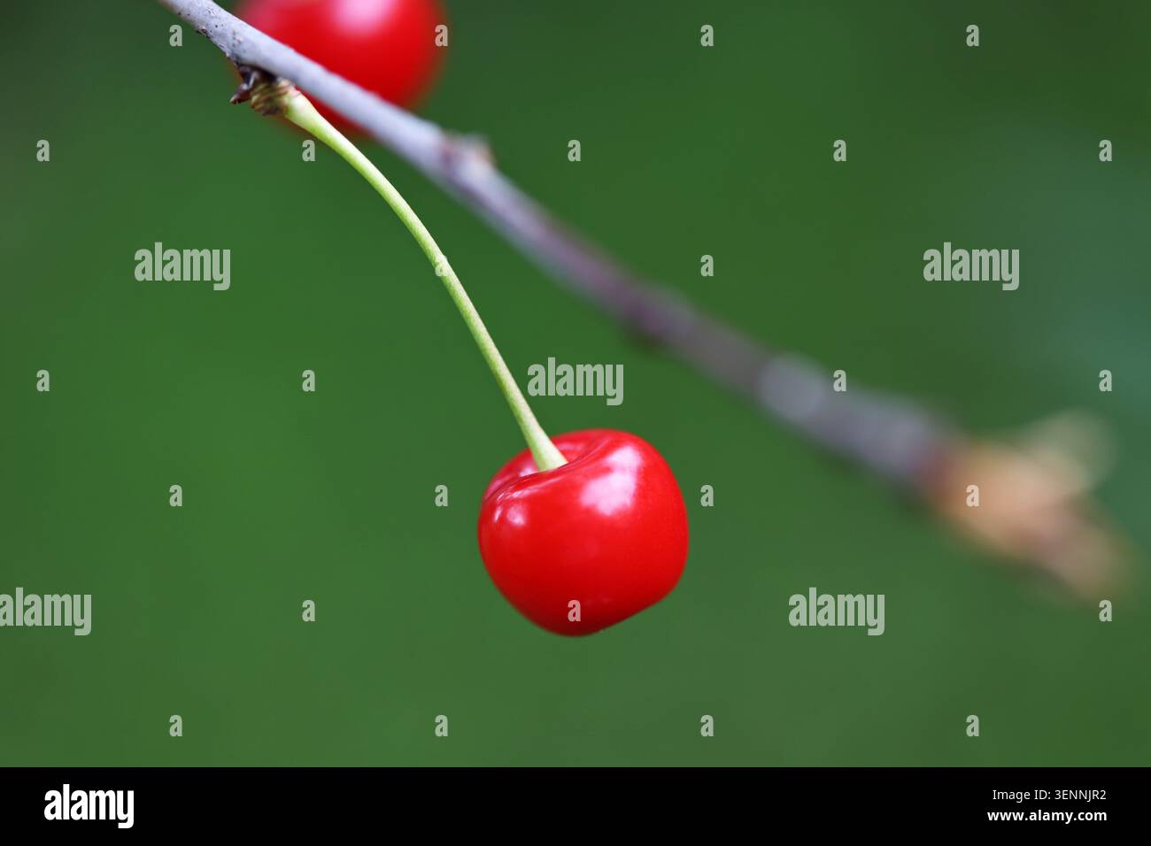 Red sour cherries on a tree Stock Photo