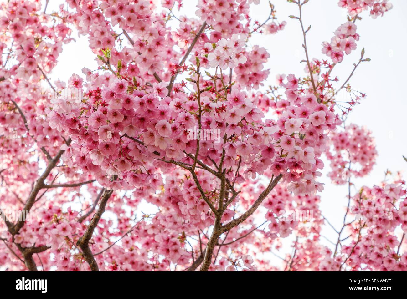 Pink cherry blossom, Hagi, Japan Stock Photo