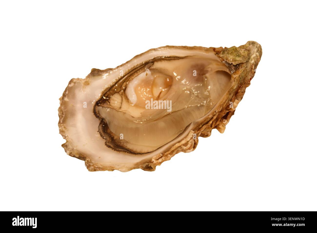 Oyster isolated on a white background Stock Photo