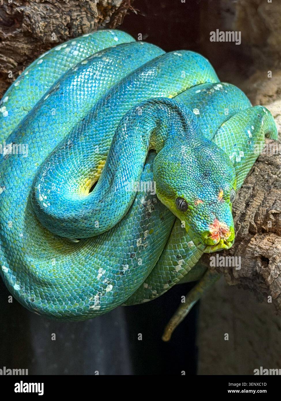 Close-up of a green tree python (Morelia viridis) coiled on a branch. Stock Photo