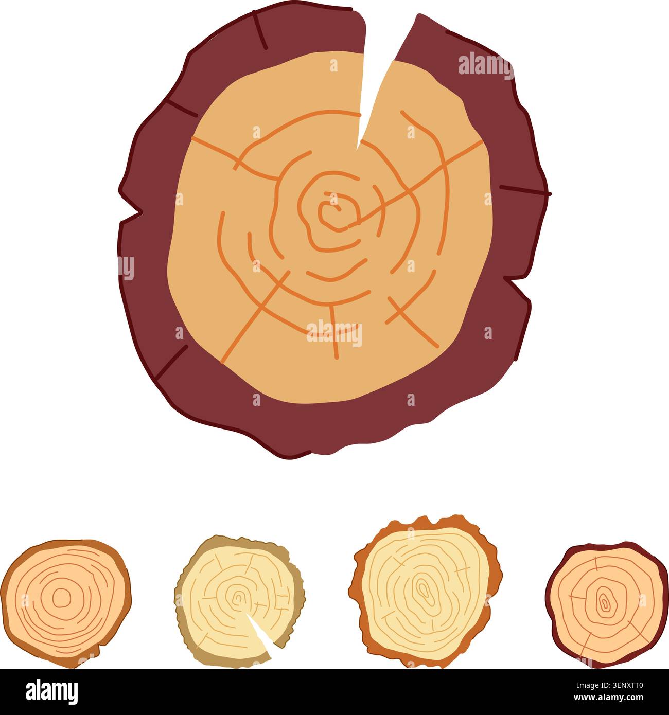 Cross Section Of A Tree Trunk Drawing