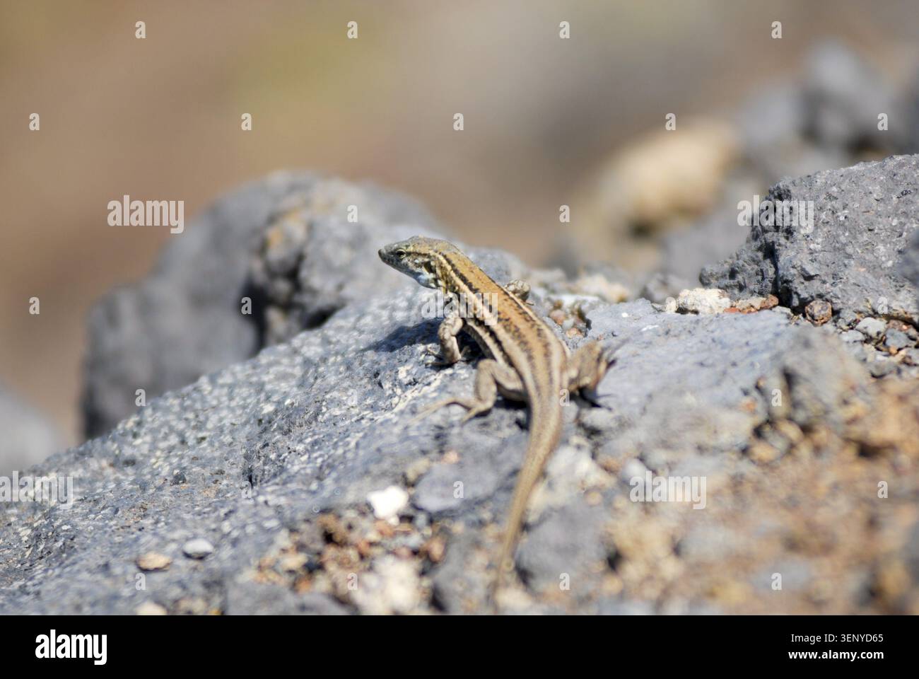 Lizard warming up on a ledge Stock Photo