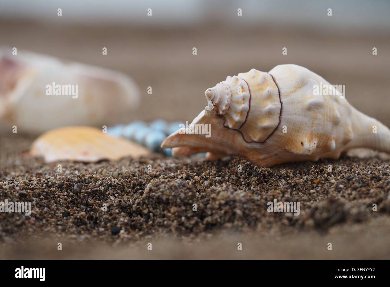 Shells lying on the sand at the beach in daylight Stock Photo