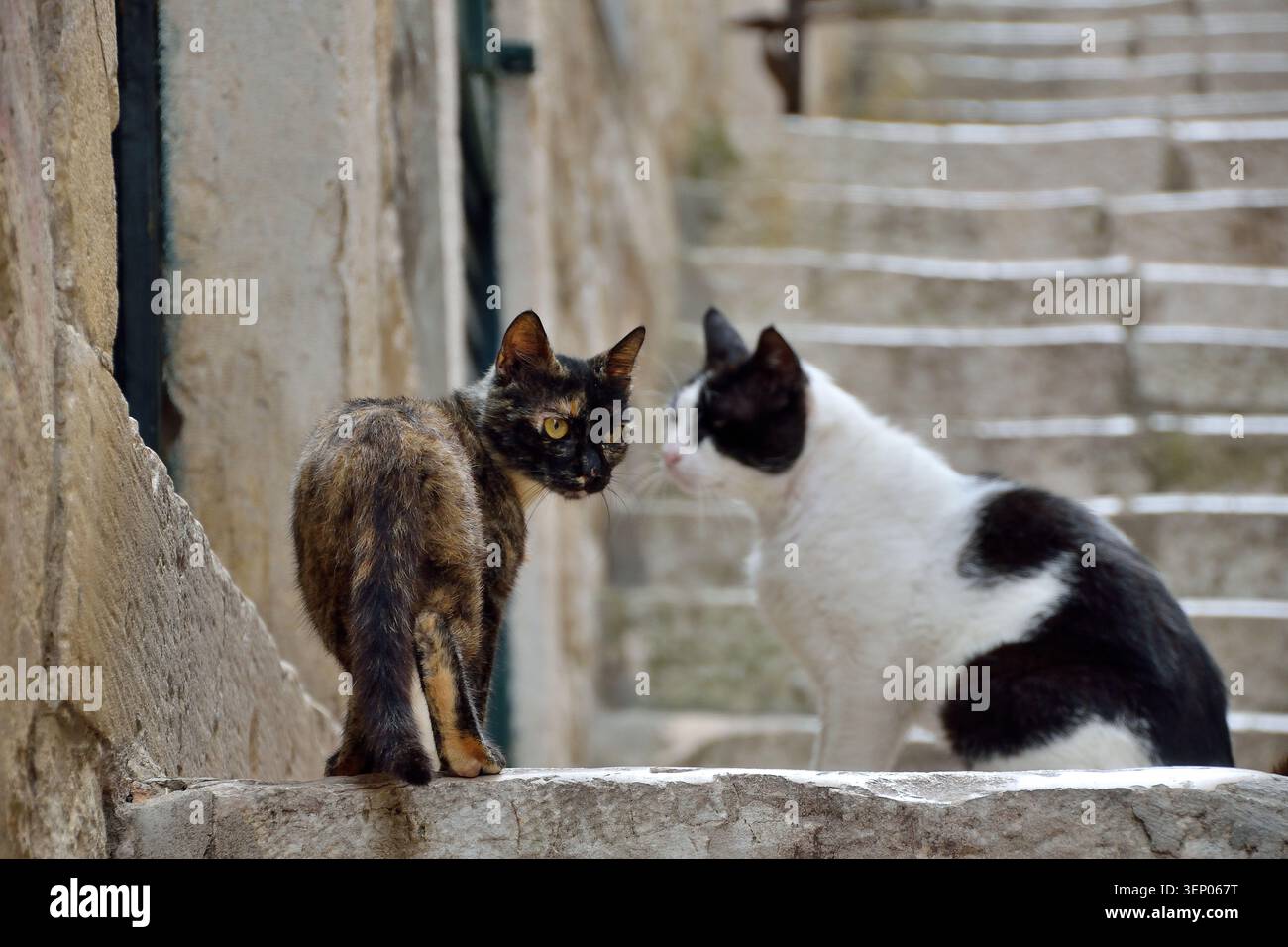 Ginger cat looking back while walking through a narrow alley Stock Photo
