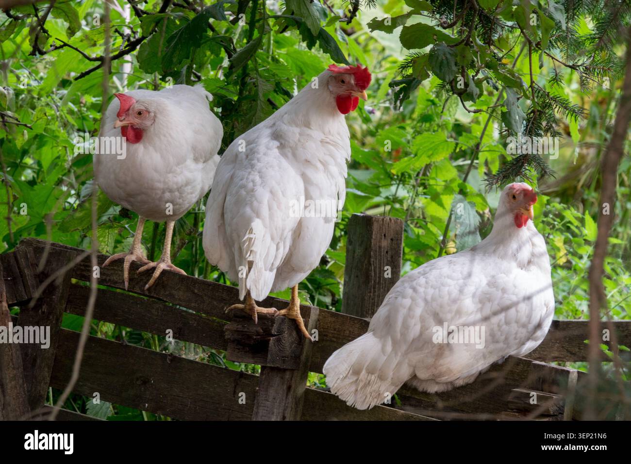 Gallus gallus domesticus hi-res stock photography and images - Alamy