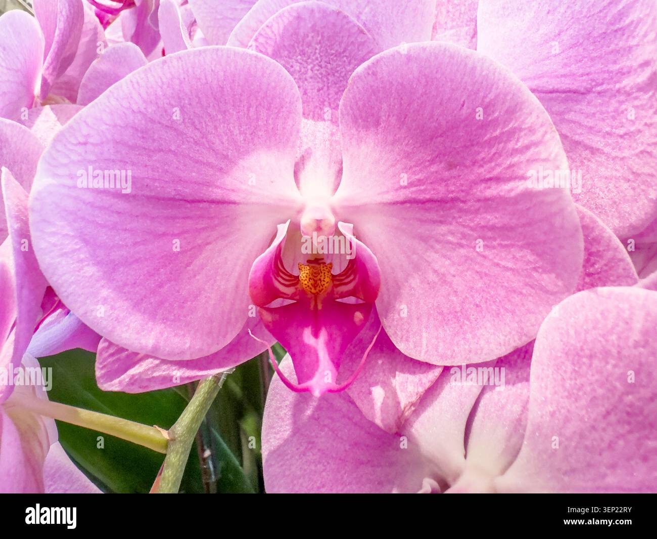 closeup of pink orchid - Smartphone Captured Stock Image