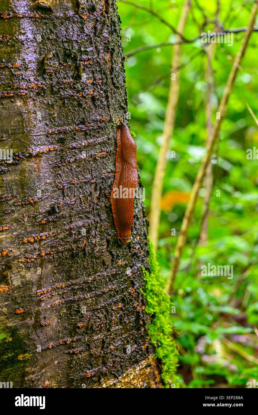 Large reddish brown slug crawling on a wet textured tree trunk in a forest. Stock Photo